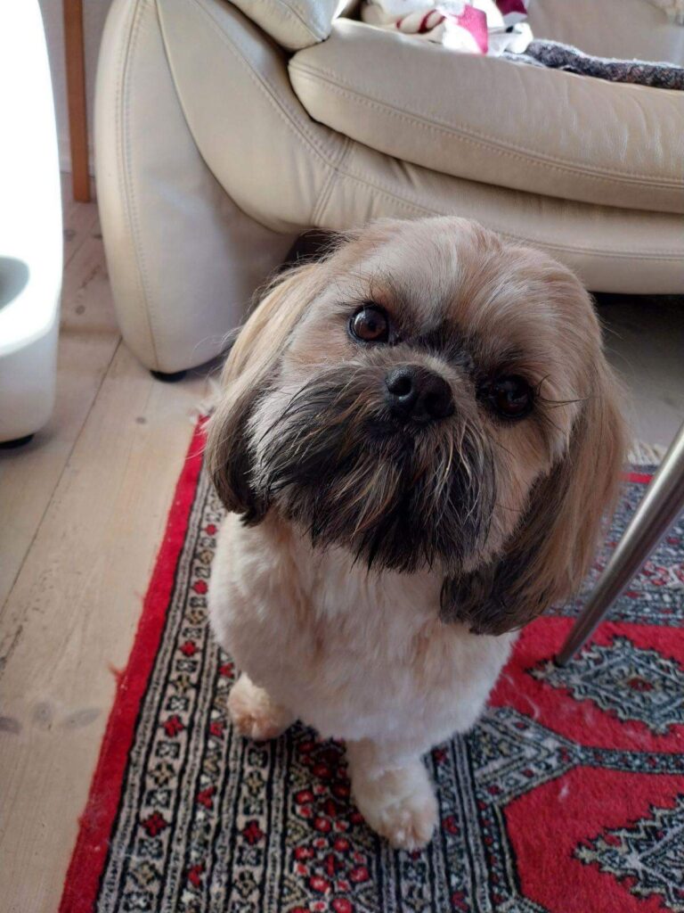 klip langeskov hundesalon