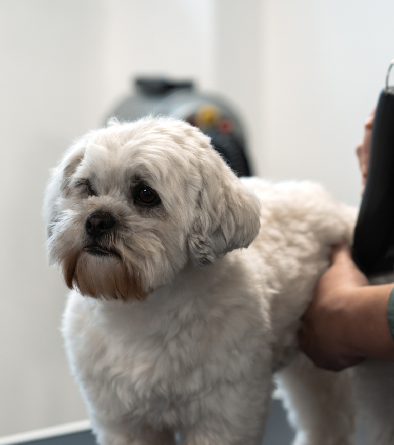 Langeskov Hundesalon