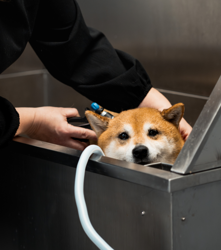 Langeskov Hundesalon