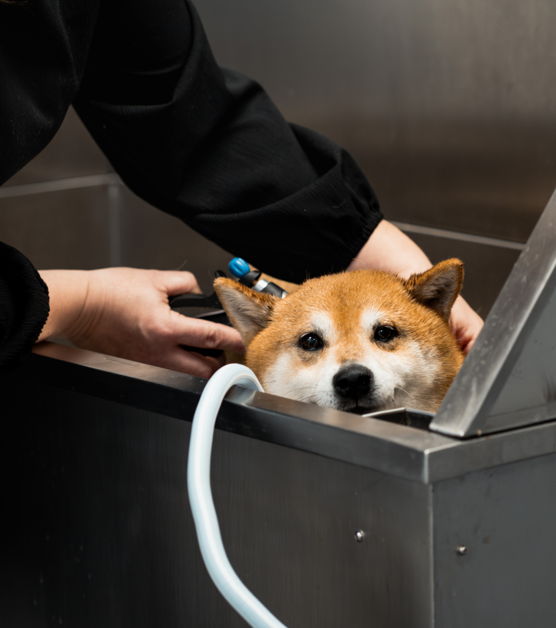 Langeskov Hundesalon