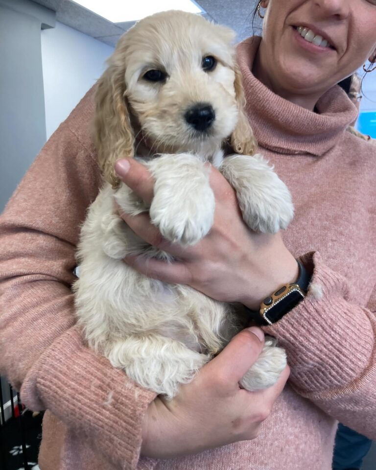 Hvalpehold er en af de ydelser som tilbydes hos Langeskov Hundesalon