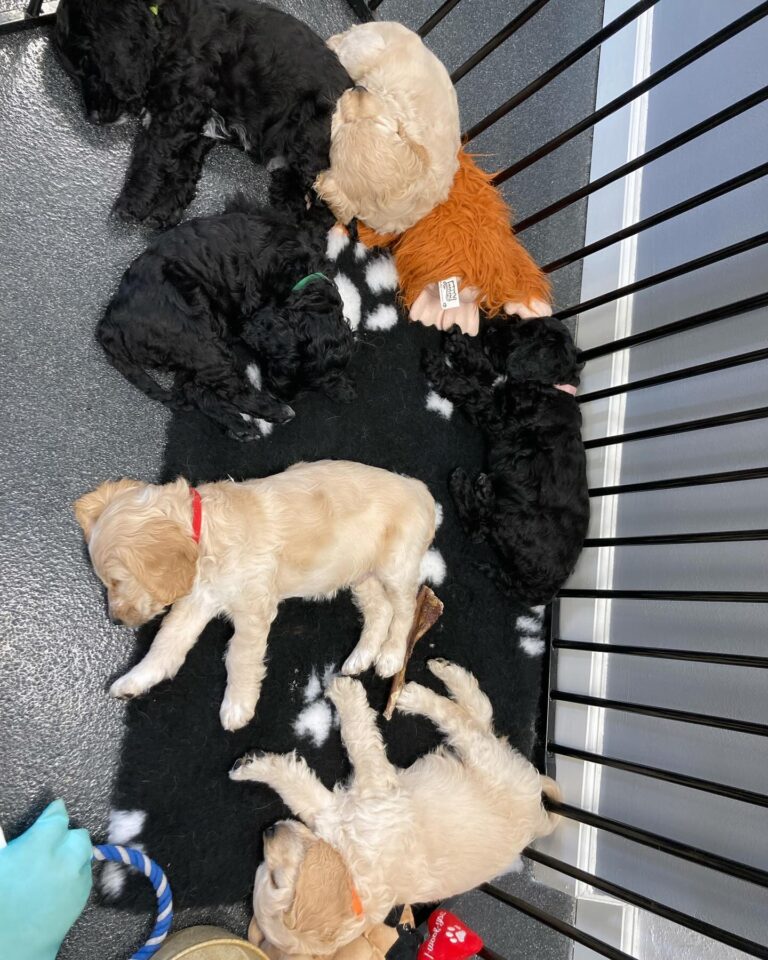 Hvalpehold er en af de ydelser som tilbydes hos Langeskov Hundesalon