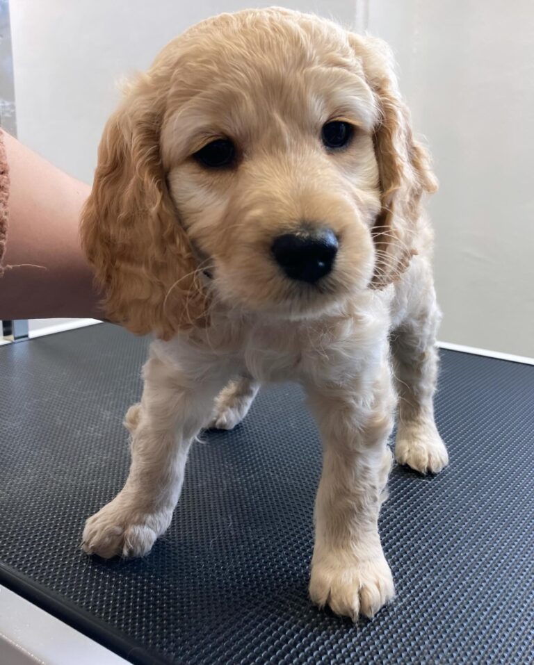 Hvalpehold er en af de ydelser som tilbydes hos Langeskov Hundesalon