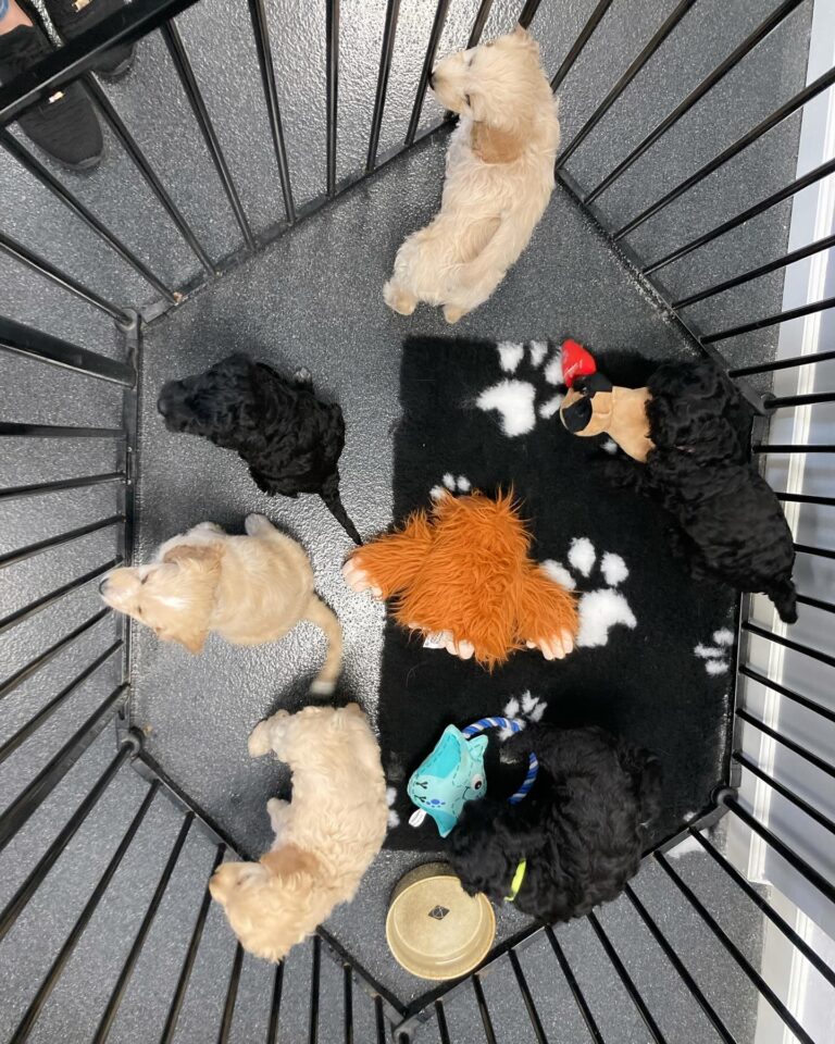 Hvalpehold er en af de ydelser som tilbydes hos Langeskov Hundesalon