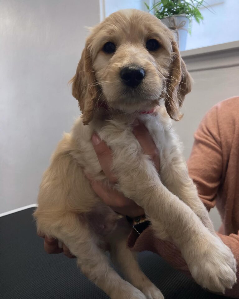 Hvalpehold er en af de ydelser som tilbydes hos Langeskov Hundesalon