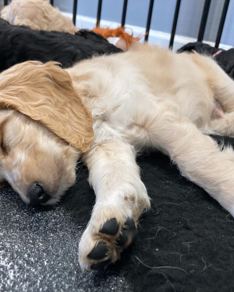 Hvalpehold er en af de ydelser som tilbydes hos Langeskov Hundesalon