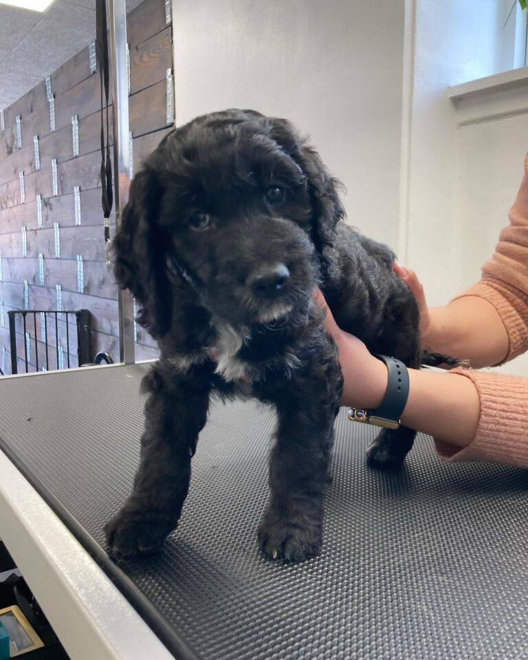 Hvalpehold er en af de ydelser som tilbydes hos Langeskov Hundesalon