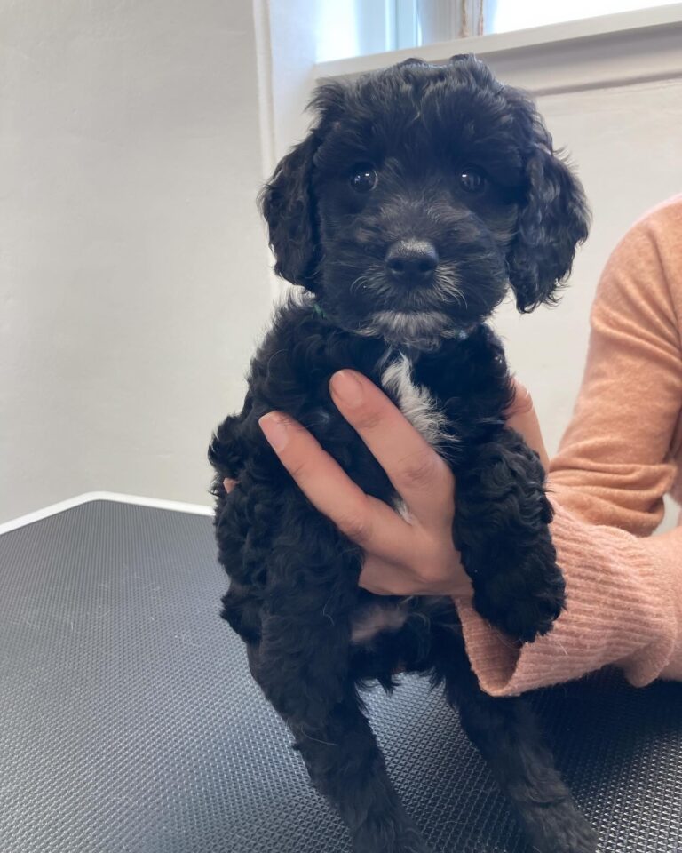 Hvalpehold er en af de ydelser som tilbydes hos Langeskov Hundesalon