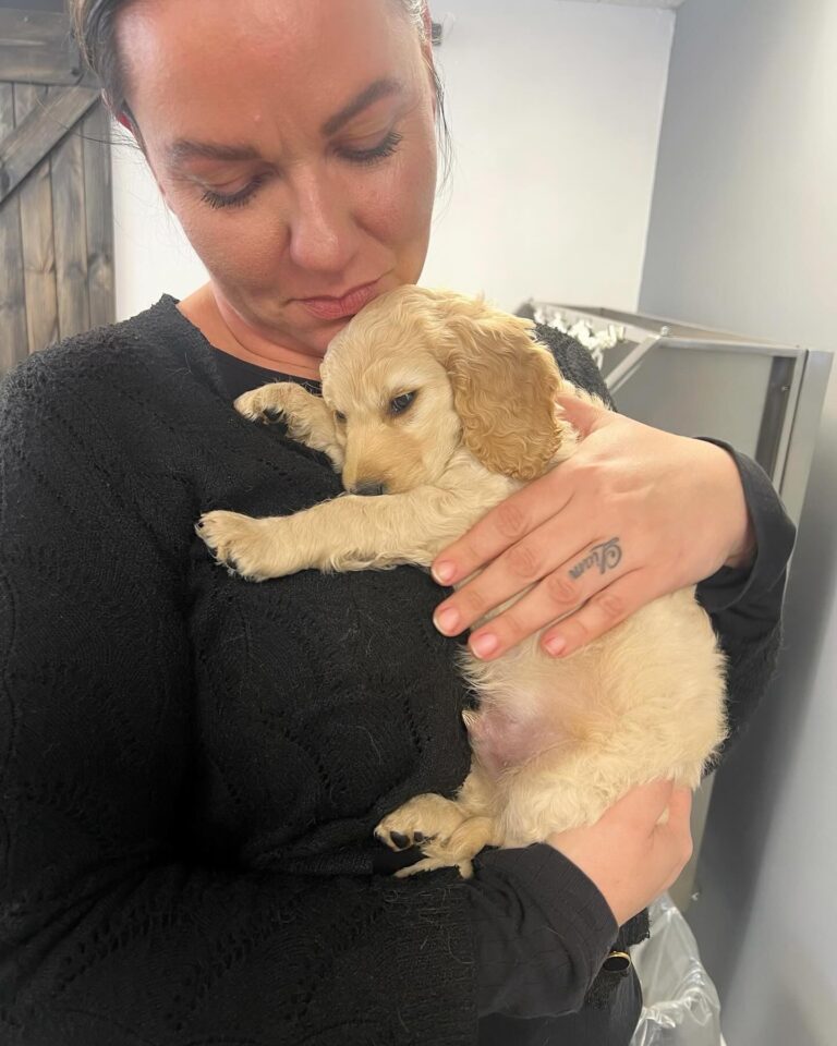 Hvalpehold er en af de ydelser som tilbydes hos Langeskov Hundesalon